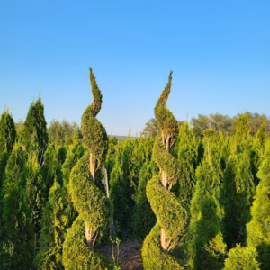 Thuja occidentalis 'Smaragd’ żywotnik zachodni 'Smaragd’ forma prowadzona spirala (wys. 170-200 cm)